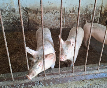 Rozvojový tím v akcii / Výlet na farmu Bella Radatice - foto