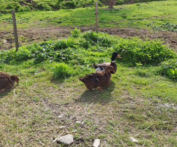 Rozvojový tím v akcii / Výlet na farmu Bella Radatice - foto