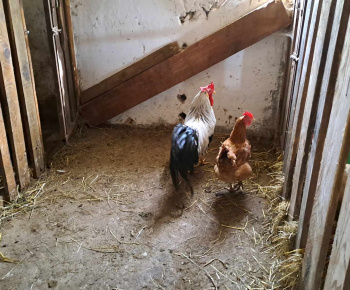 Rozvojový tím v akcii / Výlet na farmu Bella Radatice - foto