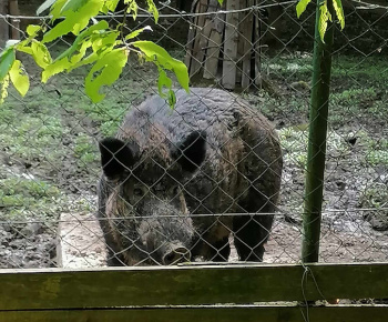 Rozvojový tím v akcii / Spoznávanie lesa - foto