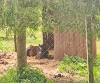 Rozvojový tím v akcii / Spoznávanie lesa - foto
