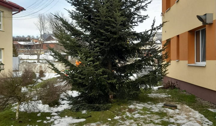 1. fotografia fotogalérie Rozvojový tím v akcii / Obecný vianočný stromček pripravený v plnej paráde - foto