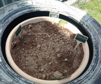 Rozvojový tím v akcii / Sadenie jarných byliniek - foto