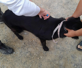 Rozvojový tím v akcii / Vakcinácia psov v našej obci - foto