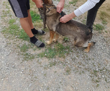 Rozvojový tím v akcii / Vakcinácia psov v našej obci - foto