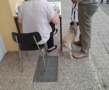 Rozvojový tím v akcii / Vakcinácia psov v našej obci - foto