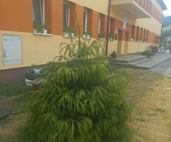 Rozvojový tím v akcii / Vysadenie budúceho vianočného stromčeka - foto