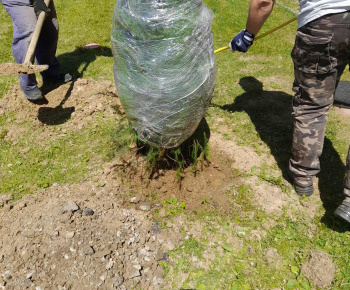 Rozvojový tím v akcii / Vysadenie budúceho vianočného stromčeka - foto