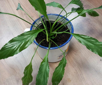 Rozvojový tím v akcii / Rozkvitnutá učebňa - foto