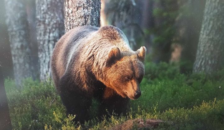 3. fotografia fotogalérie Rozvojový tím v akcii / Dobrodružné stretnutie s medveďom  - foto