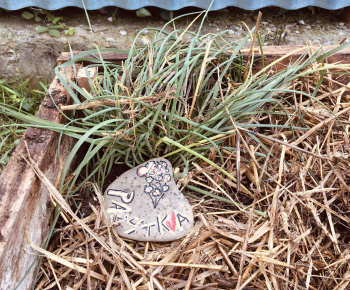 Rozvojový tím v akcii / Záhrada chuti a krásy - foto