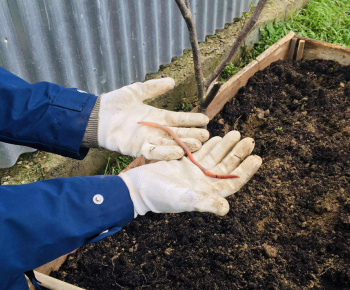 Rozvojový tím v akcii / Záhrada chuti a krásy - foto