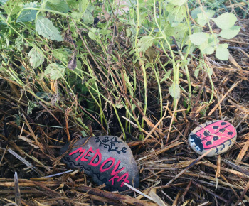 Rozvojový tím v akcii / Záhrada chuti a krásy - foto