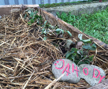 Rozvojový tím v akcii / Záhrada chuti a krásy - foto