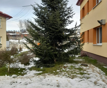 Rozvojový tím v akcii / Obecný vianočný stromček pripravený v plnej paráde - foto