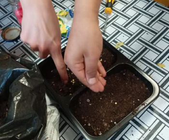 Rozvojový tím v akcii / Priesady do záhradky“ – od semienka k rastlinke - foto