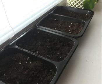 Rozvojový tím v akcii / Priesady do záhradky“ – od semienka k rastlinke - foto