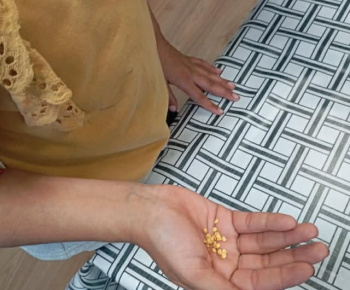 Rozvojový tím v akcii / Priesady do záhradky“ – od semienka k rastlinke - foto