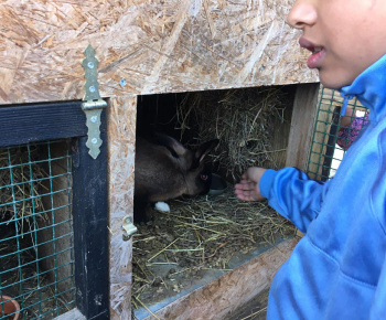 Rozvojový tím v akcii / Učíme sa pre život: Na gazdovskom dvore  - foto