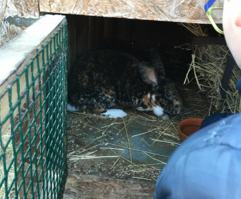 Rozvojový tím v akcii / Učíme sa pre život: Na gazdovskom dvore  - foto