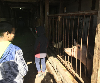 Rozvojový tím v akcii / Učíme sa pre život: Na gazdovskom dvore  - foto