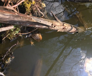 Rozvojový tím v akcii / Čo si o žabách nevedel...  - foto