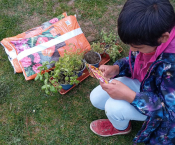 Rozvojový tím v akcii / Sadíme pre život a krásu  - foto