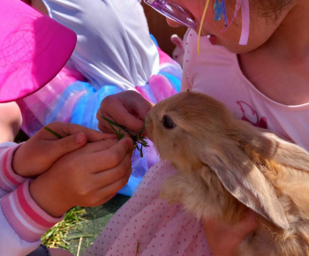Rozvojový tím v akcii / Animal terapia  - foto