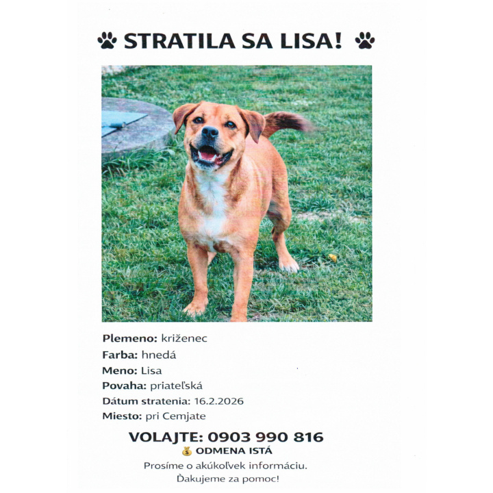 Prosba o pomoc pri hľadaní strateného psa